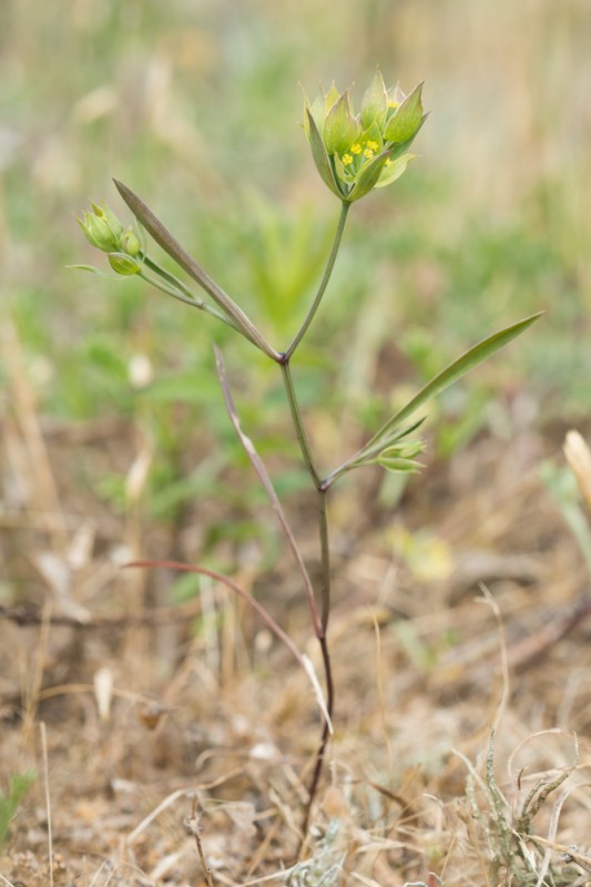 Bupleurum baldense Turra ( Buplèvre du Mont Baldo )