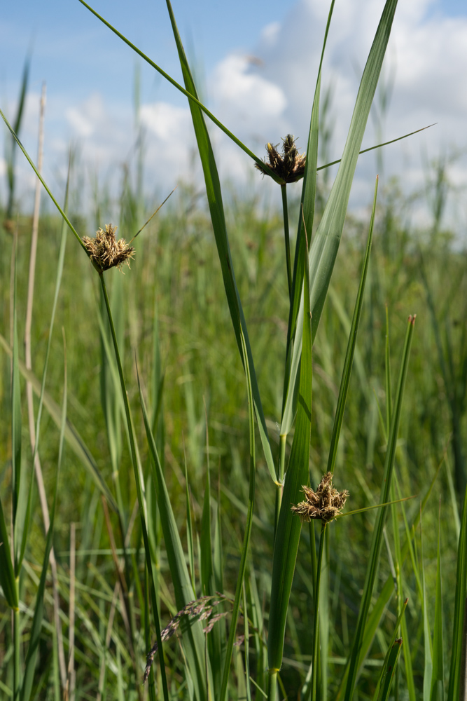 Bolboschoenus maritimus (L.) Palla ( Rouche ) DSC08351