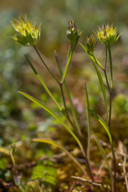 Bupleurum baldense Turra ( Buplèvre du Mont Baldo )