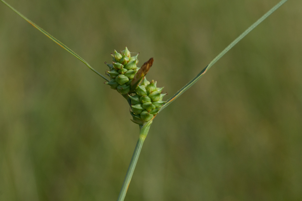 Carex extensa Gooden. ( Laîche étirée  )