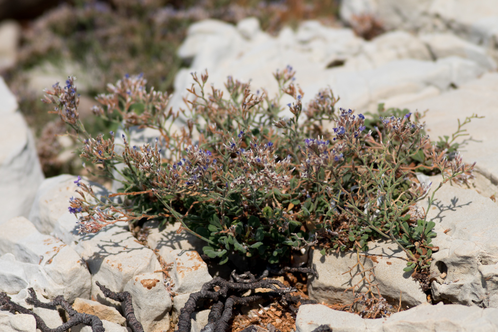 Limonium cordatum (L.) Mill. ( Statice cordée ) Limonium cordatum (L.) Mill. ( Statice cordée )