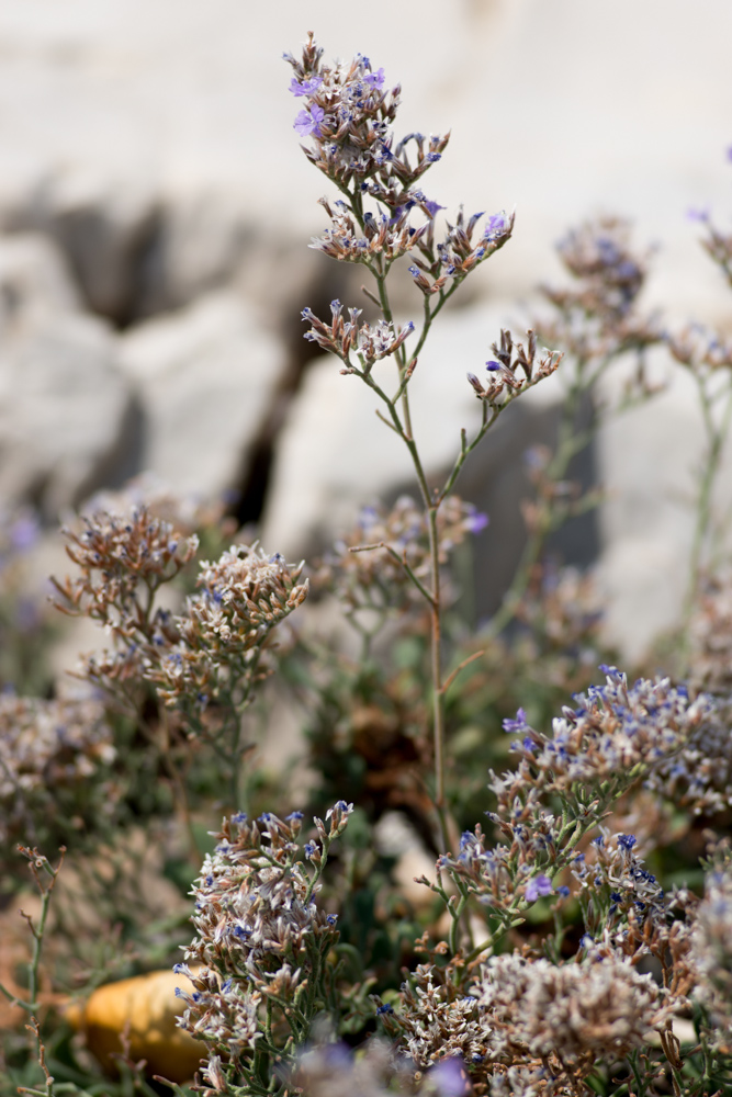 Limonium cordatum (L.) Mill. ( Statice cordée ) Limonium cordatum (L.) Mill. ( Statice cordée )