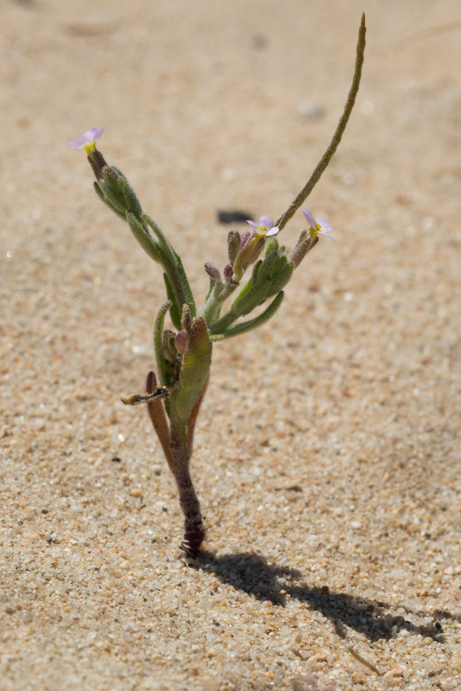 Malcolmia ramosissima (Desf.) Gennari ( Malcolmie ramifié  )