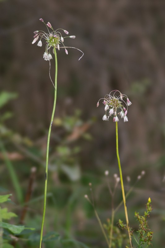 Allium oleraceum L. ( Ail des jardins )