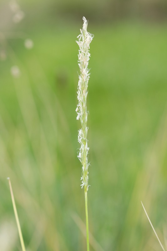 Sesleria cylindrica (Balb.) DC. ( Seslérie cylindrique )