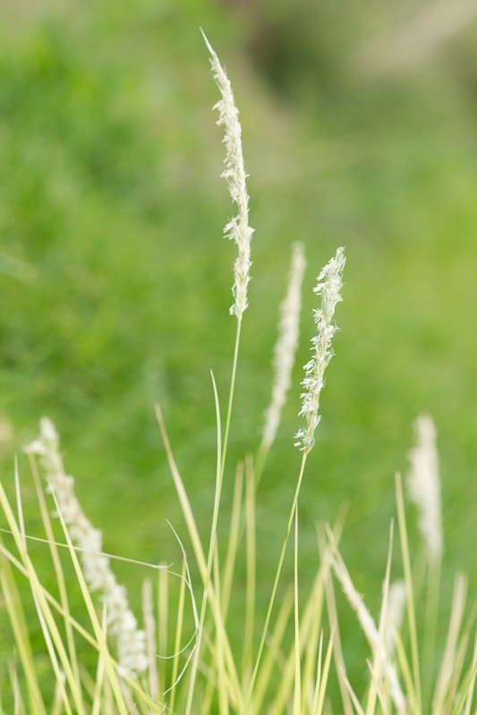 Sesleria cylindrica (Balb.) DC. ( Seslérie cylindrique )