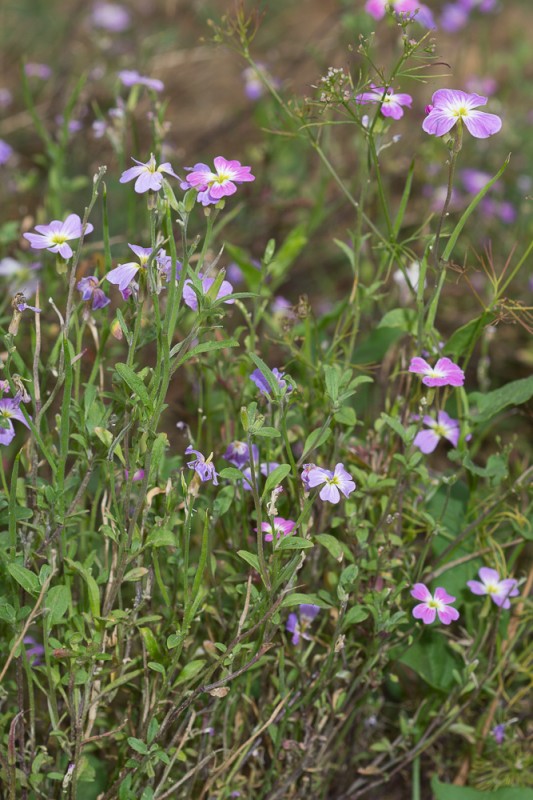 Malcolmia maritima (L.) R.Br. ( Giroflée de Mahon )