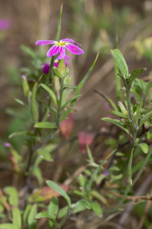 Malcolmia maritima (L.) R.Br. ( Giroflée de Mahon )