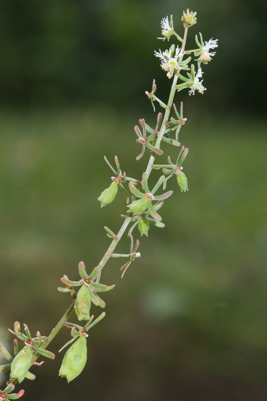 Reseda phyteuma L. ( Réséda raiponce )