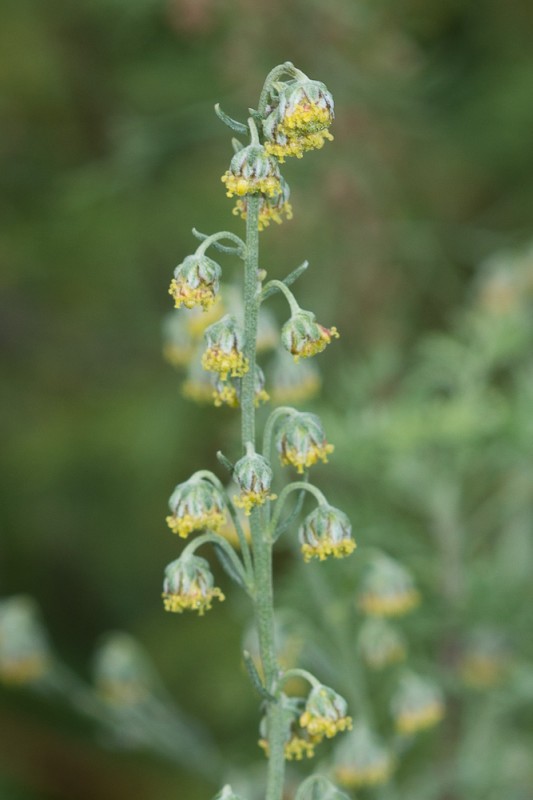 Artemisia alba Turra ( Armoise blanche )