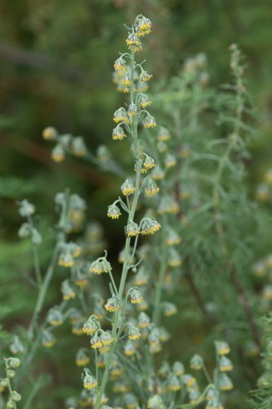 Artemisia alba Turra ( Armoise blanche )