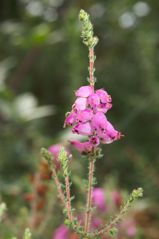 Erica ciliaris Loefl. ex L. ( Bruyère ciliée )