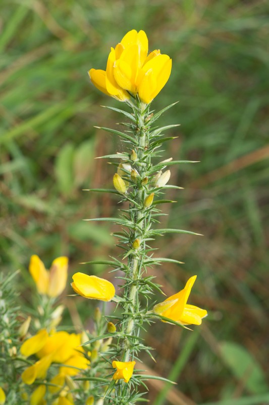 Ulex gallii Planch. ( Ajonc de Le Gall ) Ulex gallii Planch. ( Ajonc de Le Gall )