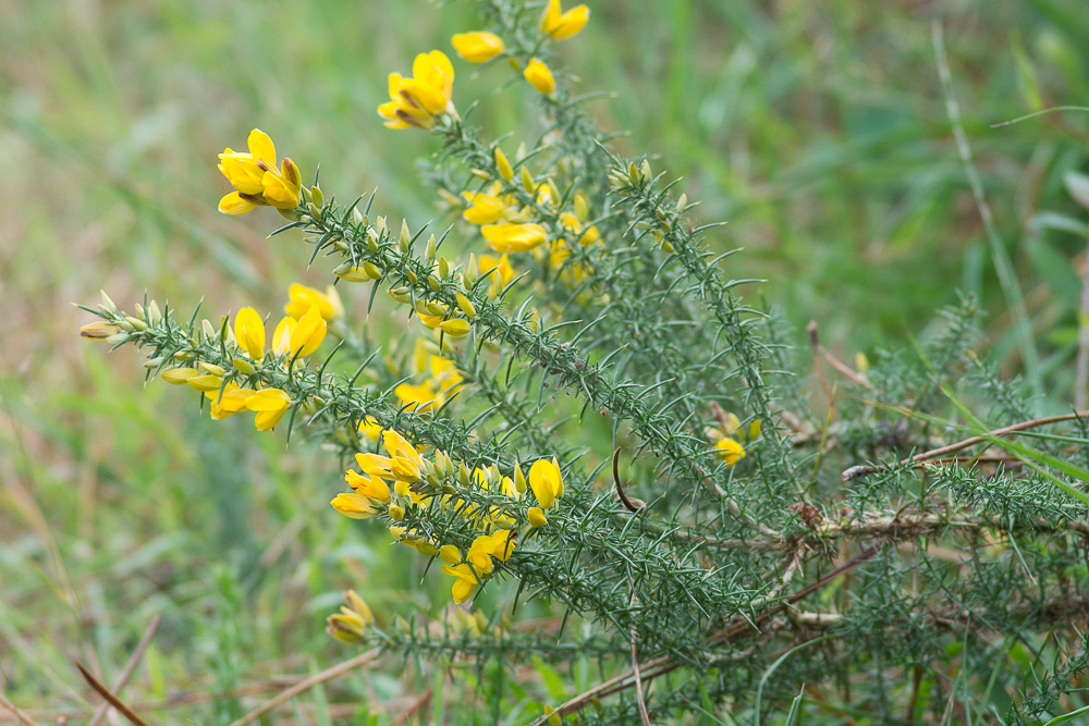 Ulex gallii Planch. ( Ajonc de Le Gall ) Ulex gallii Planch. ( Ajonc de Le Gall )