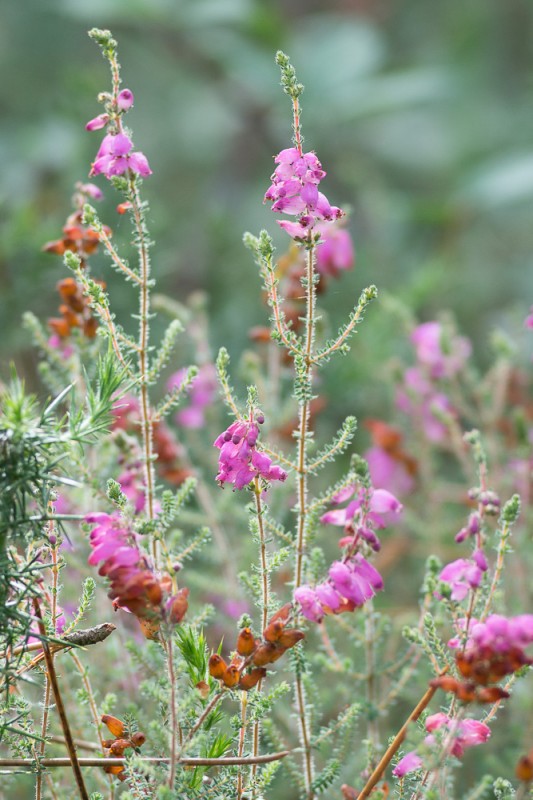 Erica ciliaris Loefl. ex L. ( Bruyère ciliée )