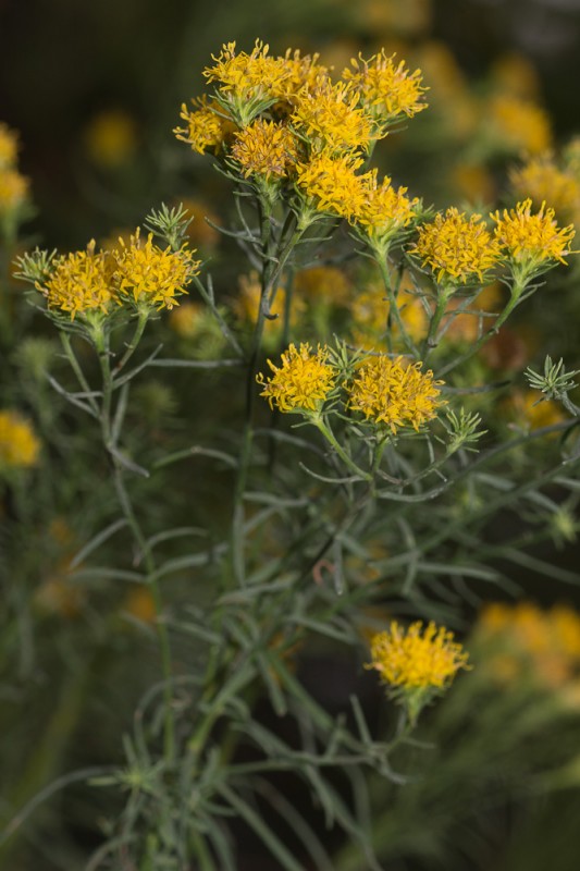 Galatella linosyris (L.) Rchb.f. ( Aster linosyris )