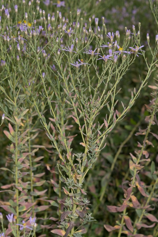Galatella sedifolia (L.) Greuter ( Aster à feuille d'orpin )