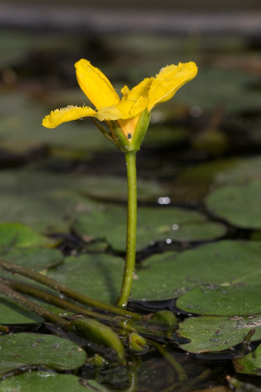 Nymphoides peltata (S.G.Gmel.) Kuntze ( Faux nénuphar )