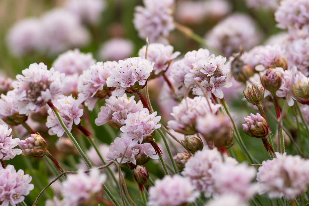 Armeria maritima Willd. ( Armérie des dunes ) Armeria maritima Willd. ( Armérie des dunes )