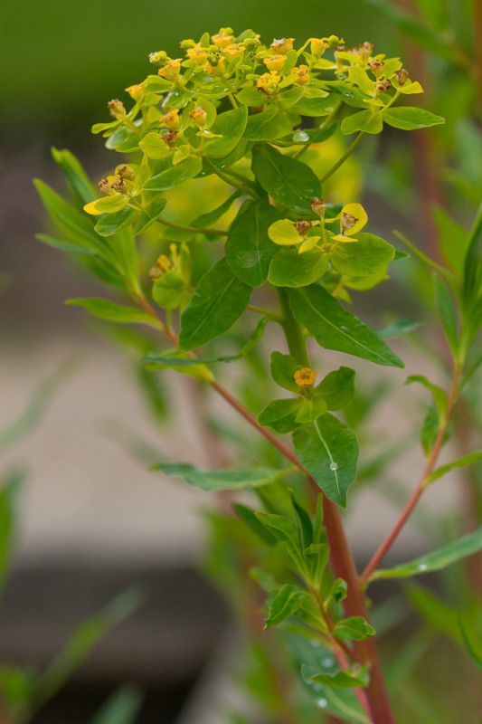 Euphorbia palustris L. ( Euphorbe des marais )