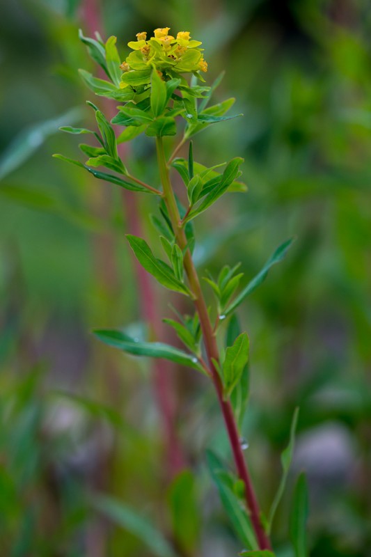 Euphorbia palustris L. ( Euphorbe des marais )
