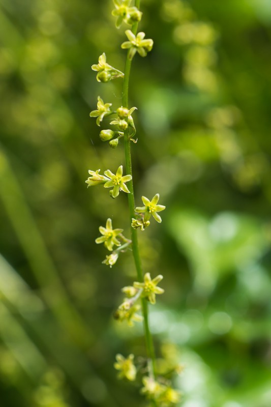 Dioscorea communis (L.) Caddick & Wilkin ( Herbe-aux-femmes-battues )