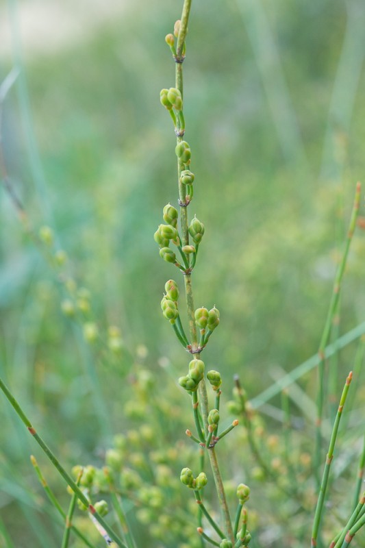 Ephedra distachya L. ( Raisin de mer )