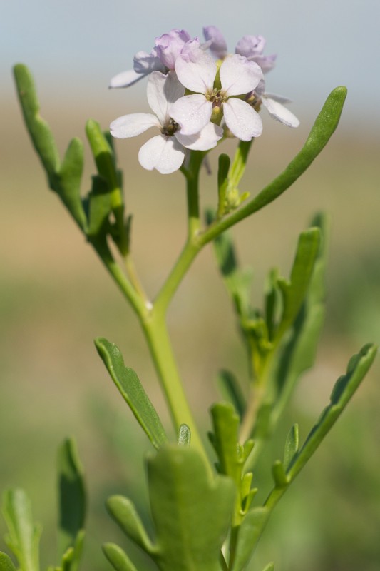 Cakile maritima Scop. ( Caquilier maritime )