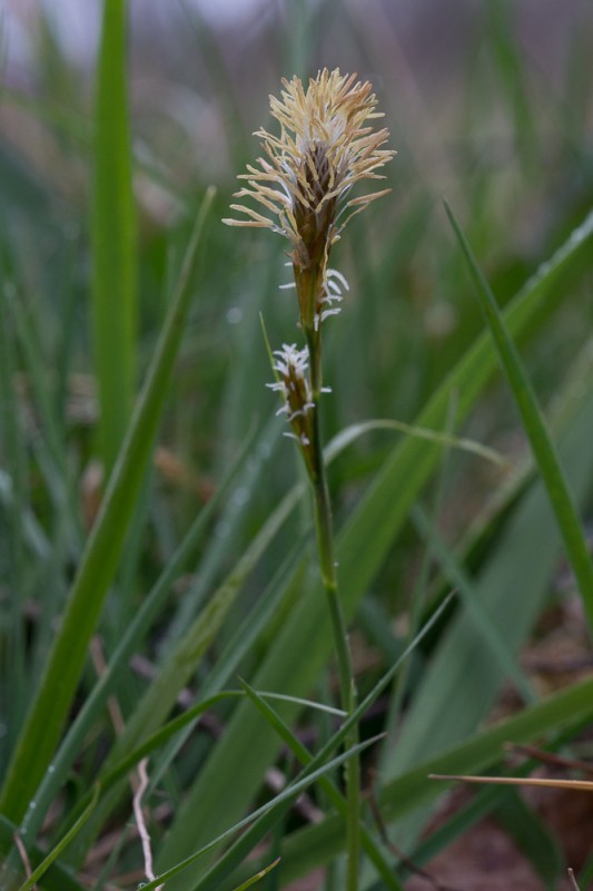 Carex caryophyllea Latourr. ( Laîche printanière )
