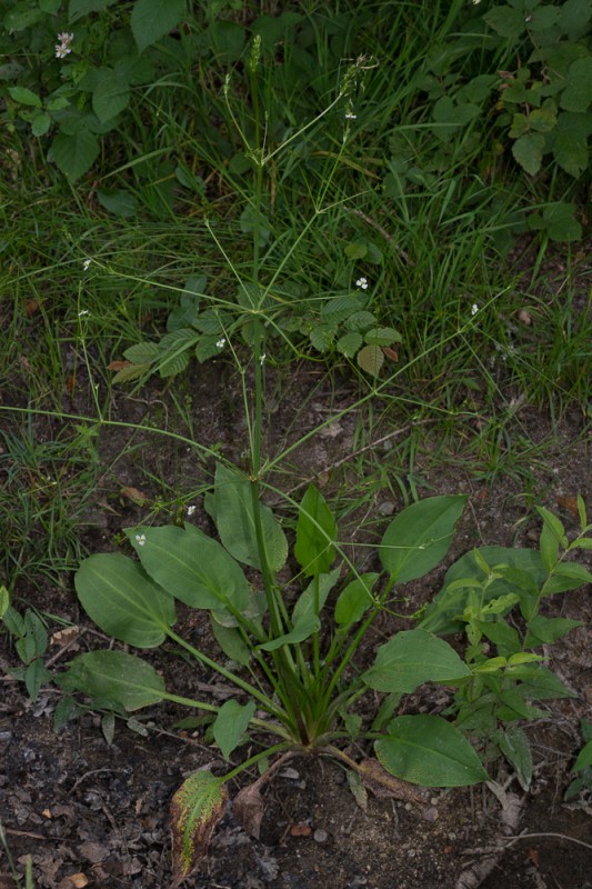 Alisma plantago-aquatica L. ( Plantain d'eau )