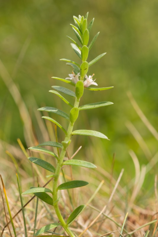 Lysimachia maritima (L.) Galasso, Banfi & Soldano ( Herbe au lait )