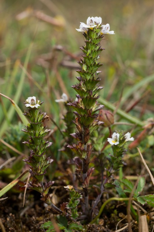 Euphrasia tetraquetra (Bréb.) Arrond. ( Euphraise de l'Ouest )