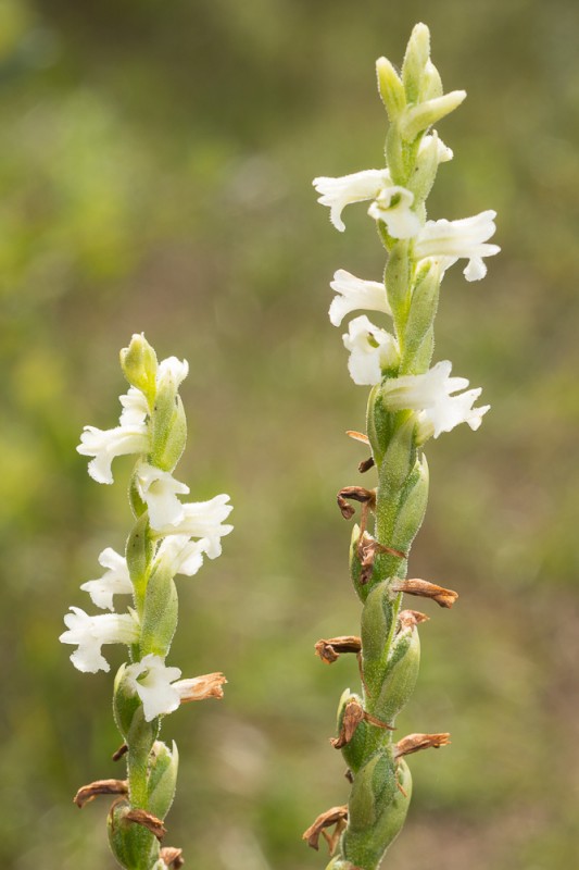 Spiranthes aestivalis (Poir.) Rich. ( Spiranthe d'été )