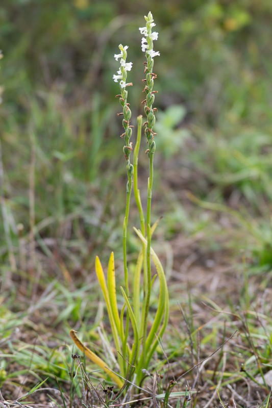 Spiranthes aestivalis (Poir.) Rich. ( Spiranthe d'été )