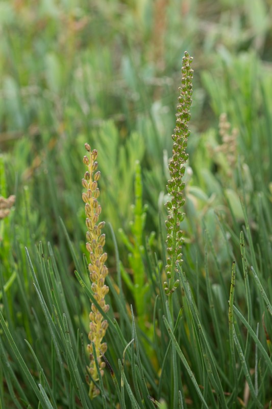 Triglochin maritimum L. ( Troscart maritime )