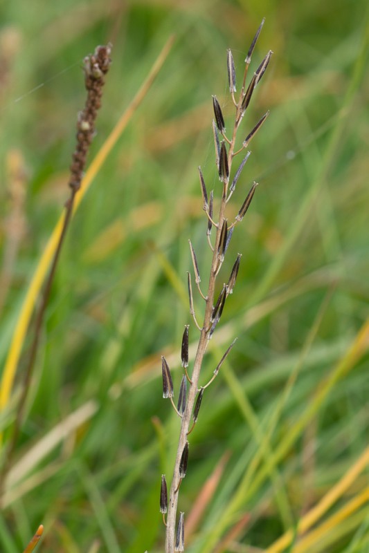 Triglochin barrelieri Loisel. ( Troscart de Barrelier )