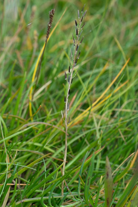 Triglochin barrelieri Loisel. ( Troscart de Barrelier )