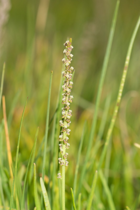 Triglochin maritimum L. ( Troscart maritime )