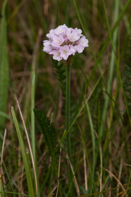 Armeria maritima Willd. ( Armérie des dunes )