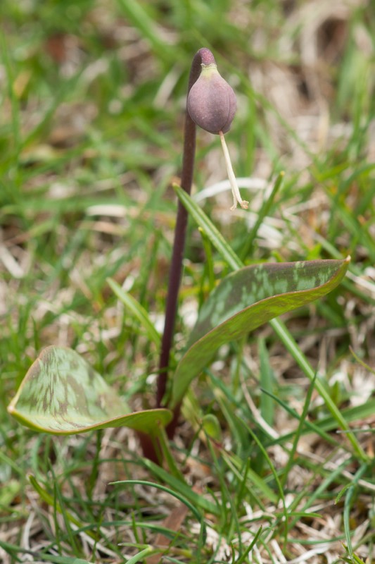 Erythronium dens-canis L. ( Erythrone dent-de-chien )