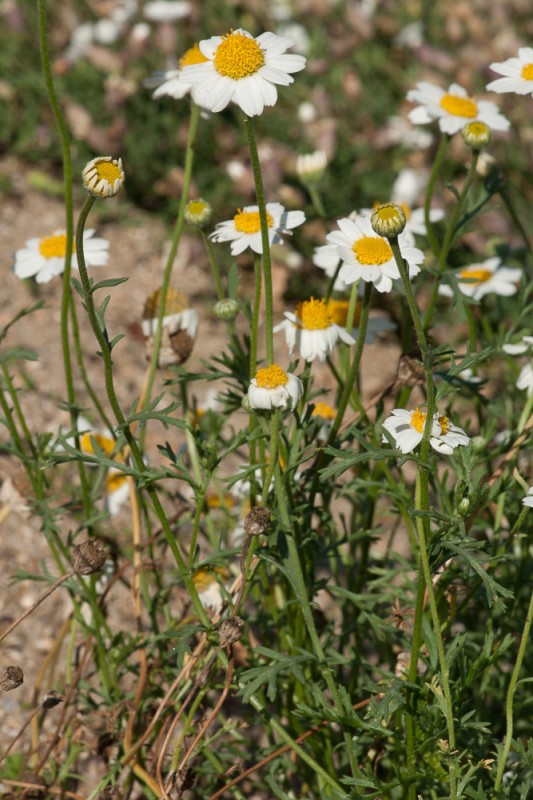 Anthemis maritima L. ( Anthémis maritime )