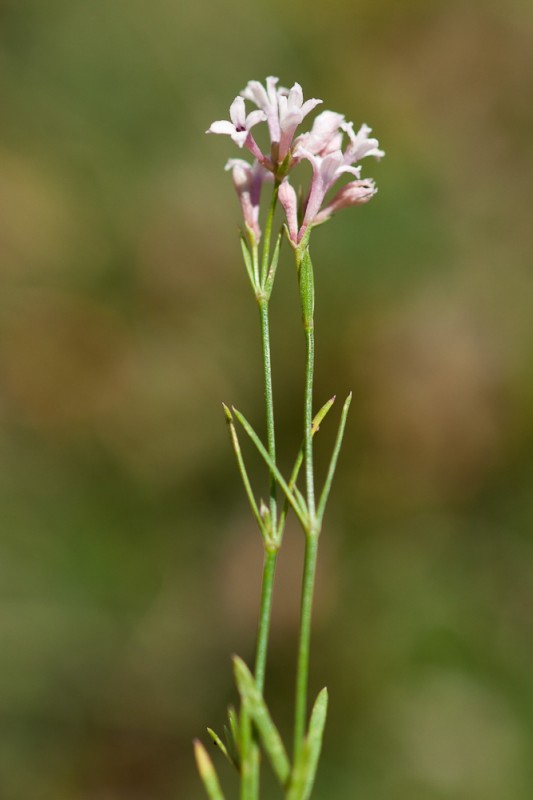 Asperula cynanchica L. ( Herbe à l'esquinancie )