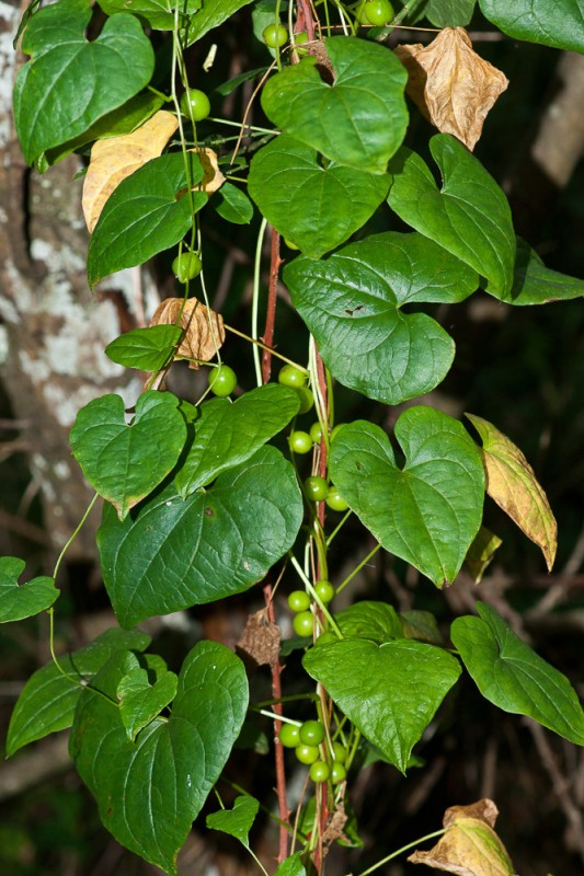 Dioscorea communis (L.) Caddick & Wilkin ( Herbe-aux-femmes-battues )