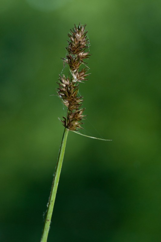 Carex cuprina (Sandor ex Heuff.) Nendtv. ex A.Kern. ( Laîche cuivrée )