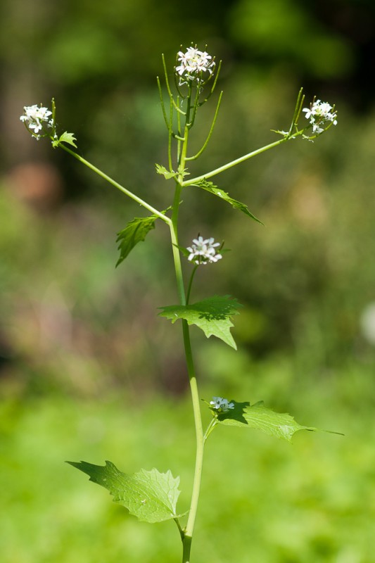 Alliaria petiolata (M.Bieb.) Cavara & Grande ( Alliaire )