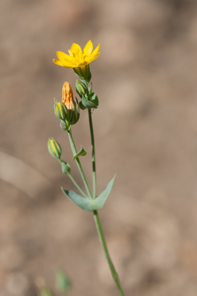 Blackstonia perfoliata (L.) Huds. ( Centaurée perfoliée )