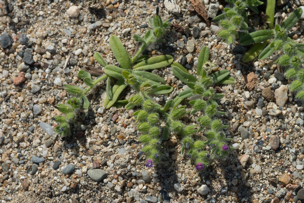 la vipérine des sables (Echium arenarium Guss.)