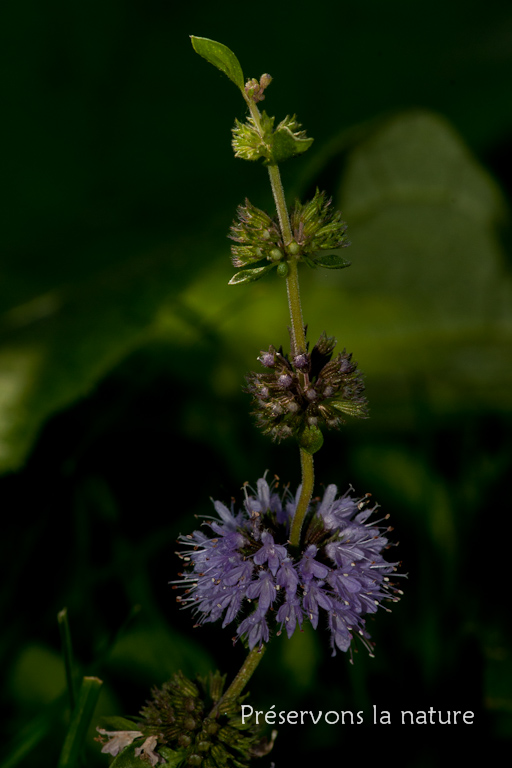 Lamiaceae, Mentha pulegium 
