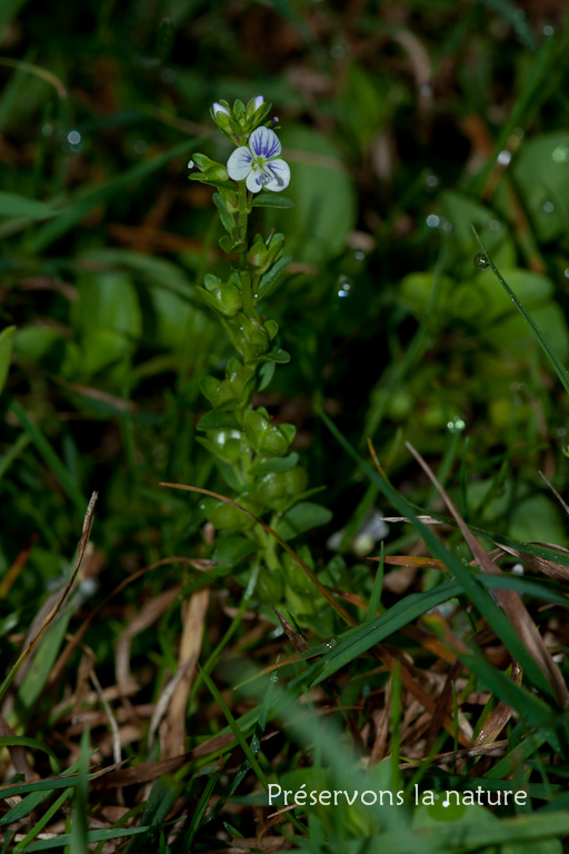 Scrophulariaceae, Veronica arvensis 