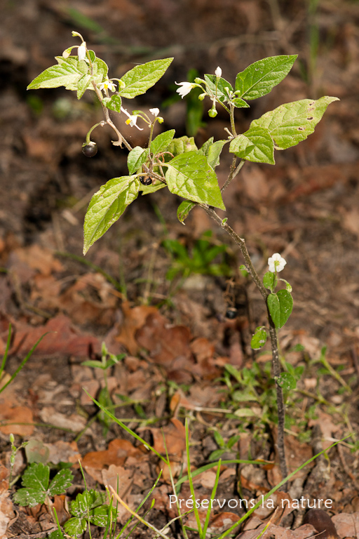 Solanaceae, Solanum nigrum 